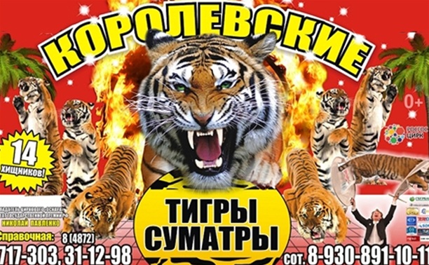 Суматранские тигры Суматранские тигры