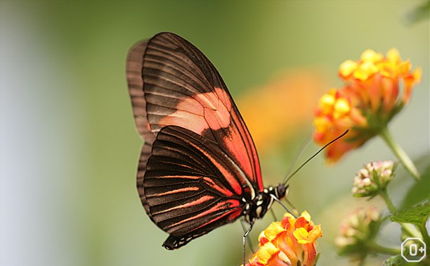 Живые тропические бабочки и хищные растения