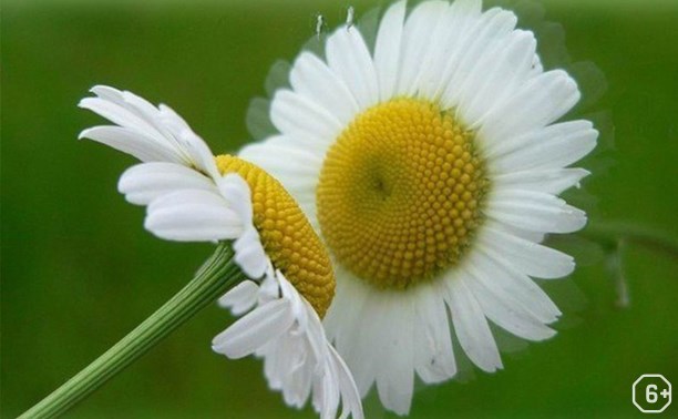 Праздник Белого цветка