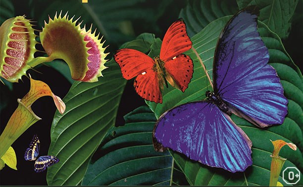 Живые тропические бабочки и хищные растения