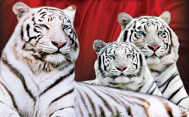 Тайны белых тигров
