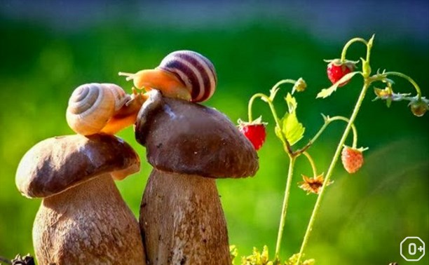 День грибника и грибов