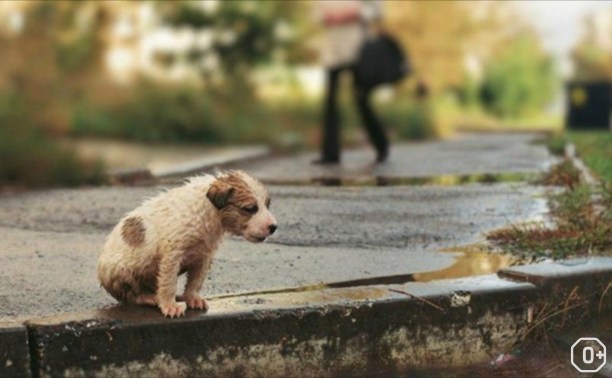 Всемирный день бездомных животных