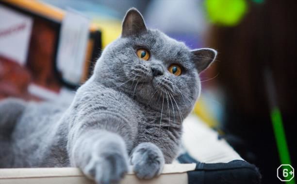 Выставка кошек
