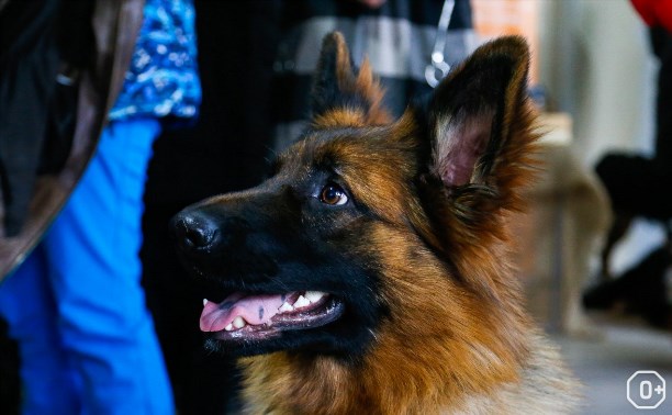 Всероссийская выставка собак