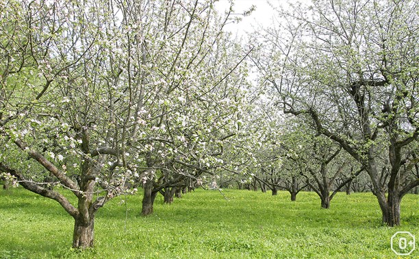 Яблоня Толстого в твоем саду