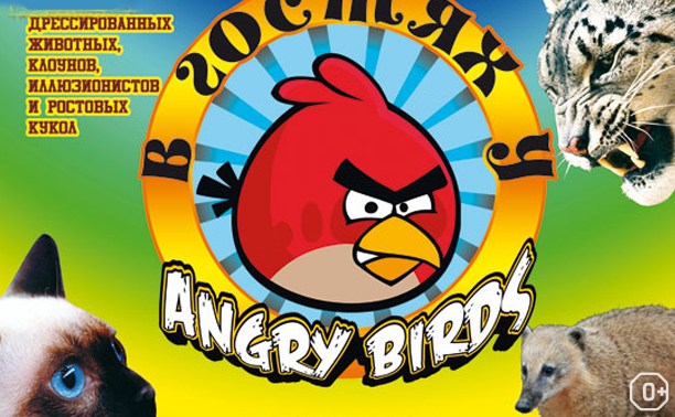 В гостях у Angry Birds