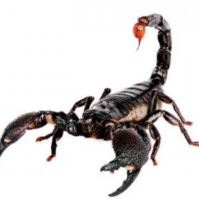 Scorpion