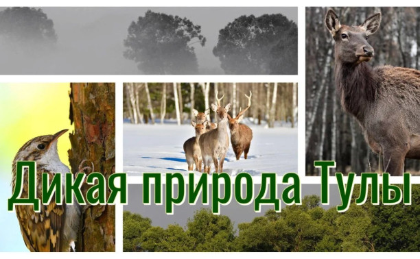 Дикая природа Тулы