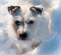 Запускаем новый фотоконкурс «Животные на снегу»