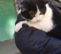 «Мам, я нашел ее у гаражей»: уличной кошке нужен дом