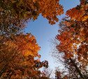 Выбираем понравившиеся кадры в фотоконкурсе «Осенний лес»