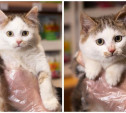 Посмотрите, какими стали котята, спасенные читателями Myslo