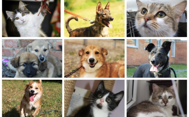 Шесть очаровательных котов и семь собак, которым нужен дом