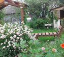 Нарциссы, мускари, розы и сон-трава: у тулячки на даче десятки цветов