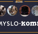 Знакомьтесь: какие коты живут у команды Myslo