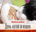 День котов и кошек