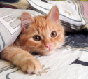 Выбираем понравившиеся кадры в фотоконкурсе «День рыжего кота»