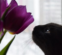 Myslo запускает самый мягкий фотоконкурс «Нежный котик»