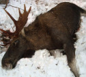 В Щекино сбили лося