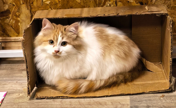 Шикарная кошка ищет дом. Забирайте скорее!