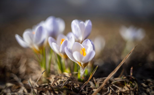 В Туле цветут подснежники: весенний репортаж Myslo