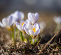 В Туле цветут подснежники: весенний репортаж Myslo
