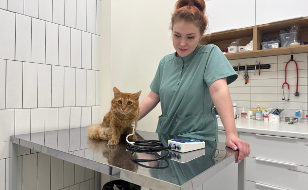 Кот, который спас жизнь: как Персик стал донором и дал второй шанс маленькой Изи