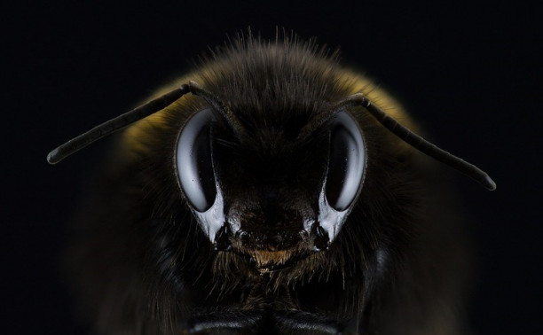 Массовая гибель пчел в России: сбывается предсказание Ванги о конце света