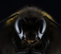 Массовая гибель пчел в России: сбывается предсказание Ванги о конце света