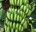 Бананы на дереве