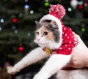 Пользователи соцсетей нарядили котов к праздникам