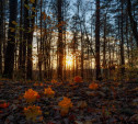 Завершаем фотоконкурс «Осенний лес»