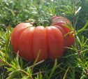 Туляки вырастили огромные томаты