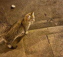 В Туле найдена кошка