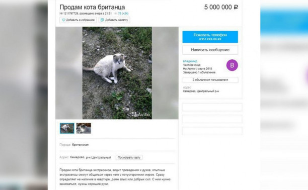В Кемерово продаётся кот-экстрасенс за 5 млн рублей