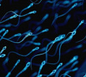 В Великобритании пройдут курсы приготовления еды из спермы