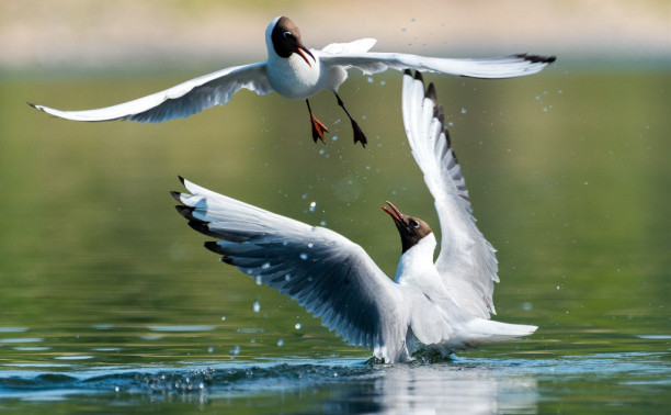 Тульские чайки: 35 красивых и забавных фото