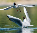 Тульские чайки: 35 красивых и забавных фото
