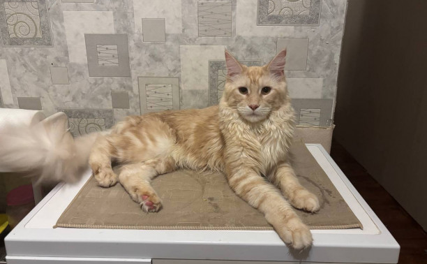 В Привокзальном районе Тулы сбежал мейн-кун. Помогите найти!