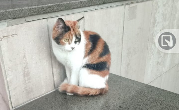 В добрые руки отдают кошку из Тульского драмтеатра