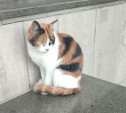 В добрые руки отдают кошку из Тульского драмтеатра