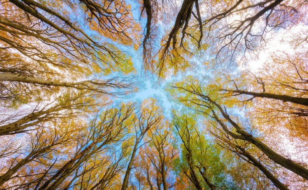 Myslo начинает новый фотоконкурс «Осенний лес»