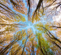 Myslo начинает новый фотоконкурс «Осенний лес»