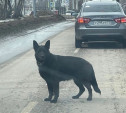 В Туле пропала собака. Помогите найти!