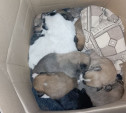 11 щенков выбросили в коробке на улицу. Нужна помощь!
