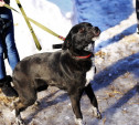 В Щекинском районе пропала собака. Помогите найти!