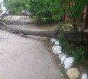 В Туле самопроизвольно упало дерево