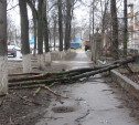На Циолковского на тротуар упало дерево