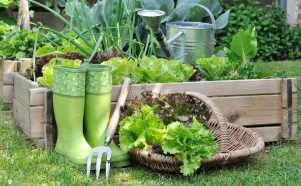 Огород в цветнике: посадить овощи на клумбу – отличная идея
